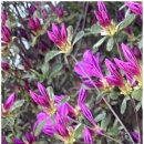 복코돼지 이미지