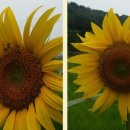 유상목장 이미지