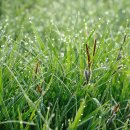 새벽이슬 이미지