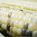 옥수수^^♡ 이미지