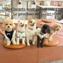 서울애견 이미지