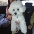 펫어디가 이미지