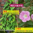 봉숭아