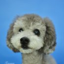 강이네펫샵 이미지