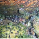 꼬치1호 이미지