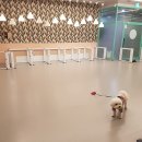 나랑애견유치원 이미지