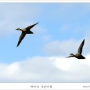 백조 이미지