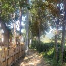 숲속애견샵 이미지