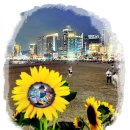 해바라기 하나 이미지