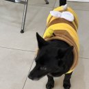 로뎀동물병원 이미지