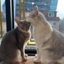 아이조아 캣파크 서울점 이미지