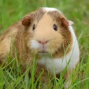 아는수의사 동물병원 이미지