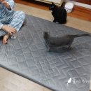 내로라 생활안전 | 코스트코 럭스나인 할인 삼둥이네 매트리스로 유명한 그제품 득템기회에요 ㅎ