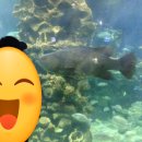 거북이 게임랜드 이미지