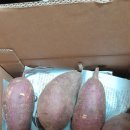 제주 물고구마와 평택 밤고구마 이미지