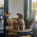 라미닥 | [포항]송도동 ‘라미닥’ 카페 후기라쿤/미어캣/닥터피쉬 +강아지+고양이+여우+다람쥐+친칠라_뚜벅이 ㅣ...
