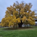 소래산공영주차장 | 은행나무 인천 / 인천대공원 800년된 노령목 / 11월 8일 방문 실시간후기 / 주차는 소래산 공영주차장