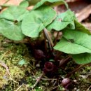 족도리풀 Asarum sieboldii 종류별 특징 이미지