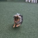 연희도그 | 강아지 유치원 '연희도그' 후기: 쿠니의 사회