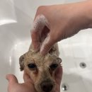 마이뷰티독스타필드위례점 이미지