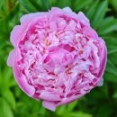 장미약국 이미지