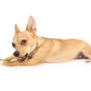 강북 24시 N 동물의료센터 이미지