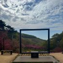 17 | 서산 문수사 겹벚꽃 개화시기와 실시간 후기 및 사진 포인트 2026년4월17일~22일
