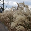 에메랄드 하우스 이미지