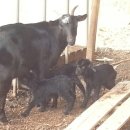 실로암2농장 이미지