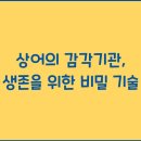 감각 이미지