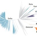 BA.2 스텔스 오미크론 최근 연구결과 (심각) 이미지