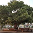 지묘제일약국 이미지