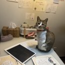 히라가나 일본어 기초교실 이미지