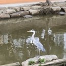 온천천시민공원 수국 | 재부대상산악회 9월 정기산행으로 온천천 시민공원 걷다!!