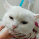 닥터김 동물병원 이미지