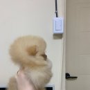 샵펫 강아지분양 울산점 이미지