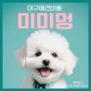 미미멍 | 대구동구애견미용 미미멍 배냇미용 달목욕 개별 맞춤케어 진행