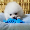 영민동물병원 이미지