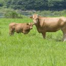 우리한우농장 이미지