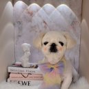 하니 그루밍( Hani Grooming) 이미지