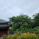 단비주