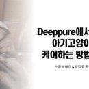 순종봄베이 뱅갈육종원 딥퓨어캐터리 이미지