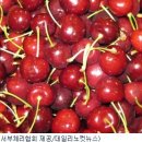 서양앵두 체리와 통풍... 이미지