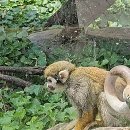 호랑이와 반달곰 | 입장료 1000원 청주랜드동물원 청주동물원 호랑이 사자 바람이 반달곰 보고 온 후기