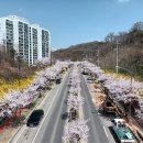 명품로 Daum카페