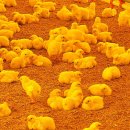 낙천농장 이미지