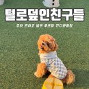 (주)털로덮인친구들 오산점 | [서울 양천구/목동 애견카페] 내 돈으로 N 번째 방문 한 털로덮인친구들 방문 후기