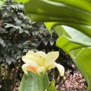 마리포사 뷰티 (Mariposa beauty) | 서울식물원 온실(24.3.23)_횃불생강,안스리움 스칸덴스,석류나무,케르베라 오돌람,레몬병솔나무,좁은잎...