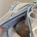 오수 펫 추모공원 | 유월이 마지막 일기 오수펫추모공원 임실반려동물장례식장