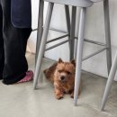 도밍고 | 용산 후암동 마태오 카페 <시엠프레꼬모도밍고> 후기 / 노리치테리어 / 댕플루언서